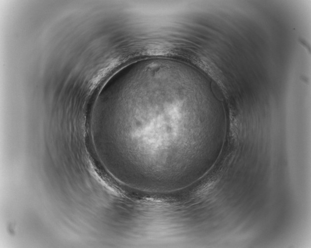 X0000100890530200807011159