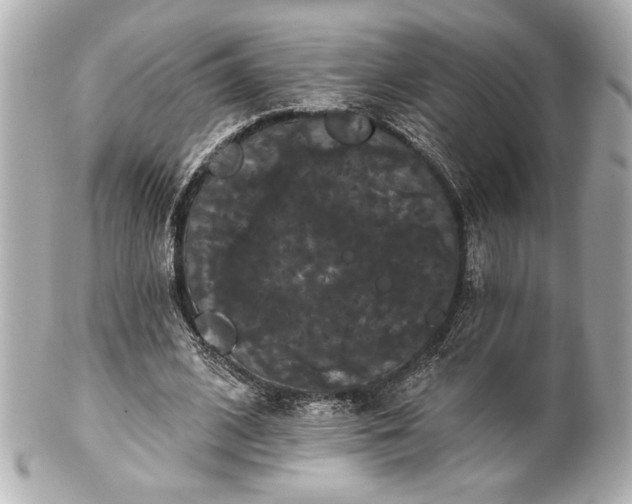 X0000100890584200807011159