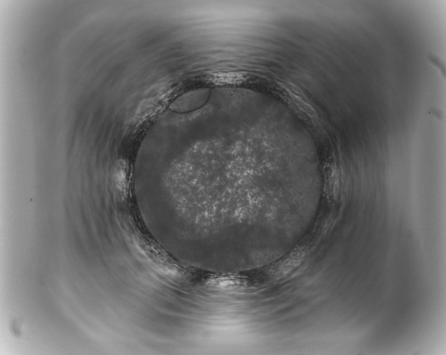 X0000100890655200807011158