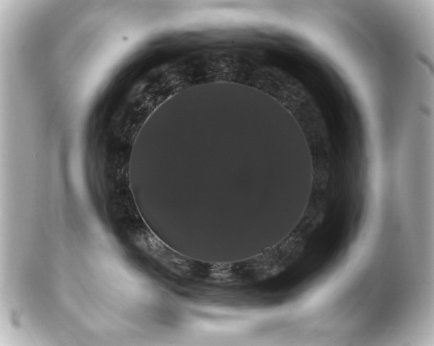 X0000100890766200807011157
