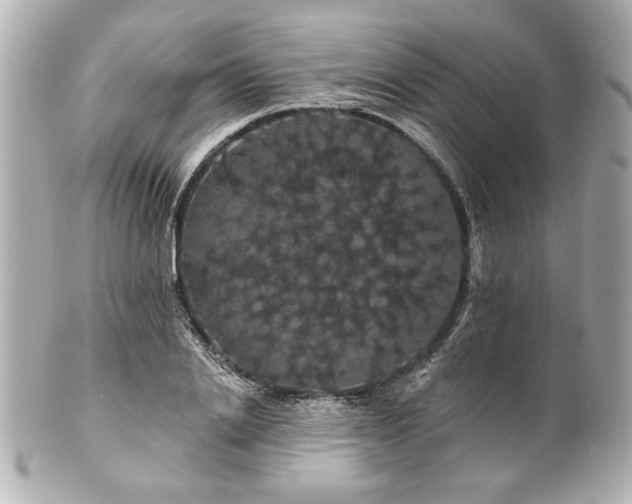 X0000100890838200807011155