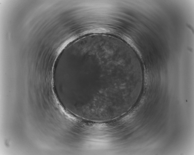 X0000100890845200807011155