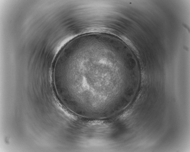 X0000100890846200807011155