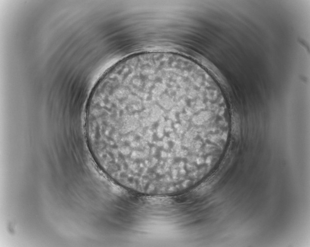 X0000100890856200807011155