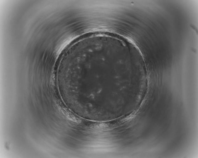 X0000100890879200807011154