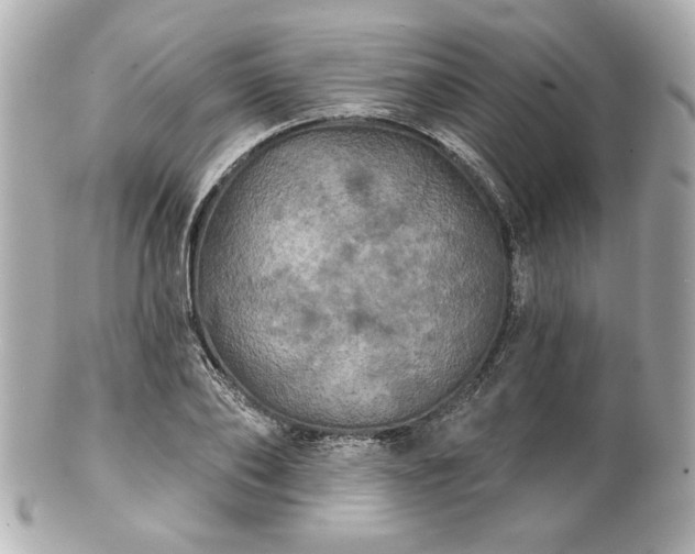 X0000100890886200807011154