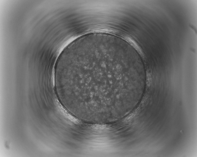 X0000100891036200807011152