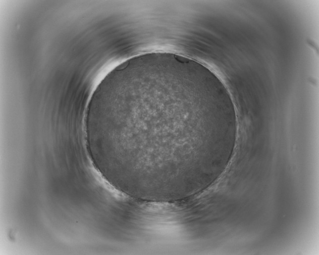 X0000100891056200807011152