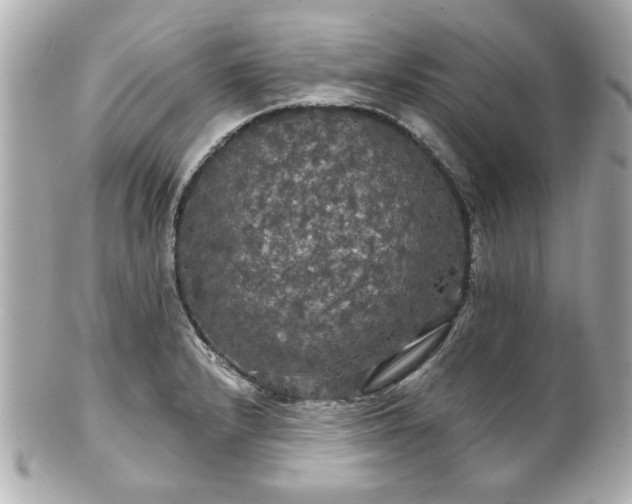 X0000100891232200807011150