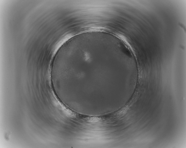 X0000100891235200807011150