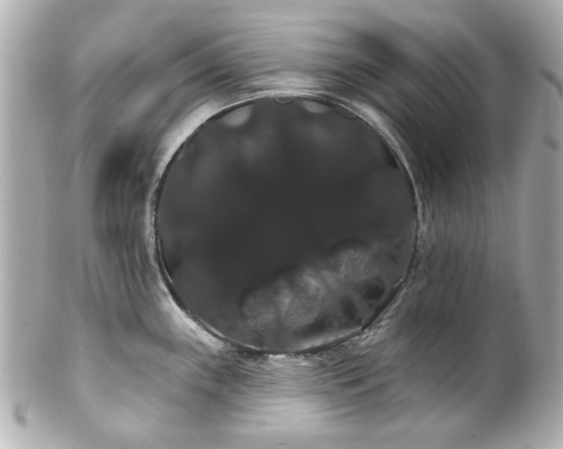 X0000100891243200807011150