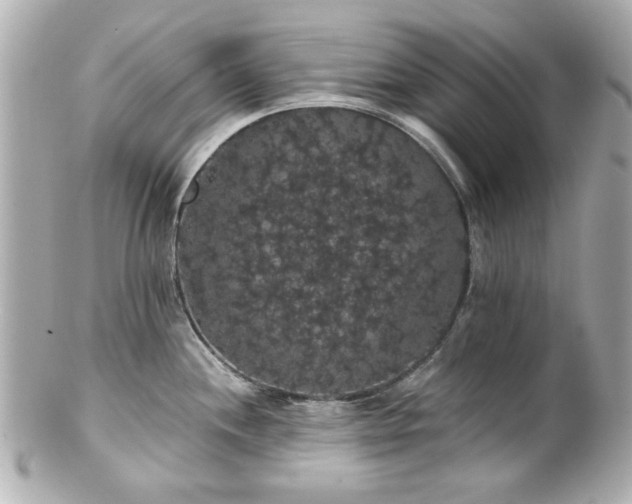 X0000100891244200807011150