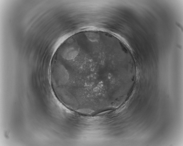 X0000100891247200807011150