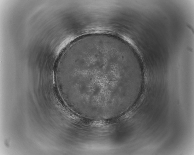 X0000100891267200807011149