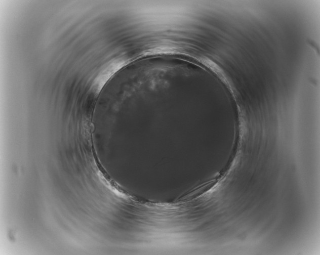 X0000100891337200807011148