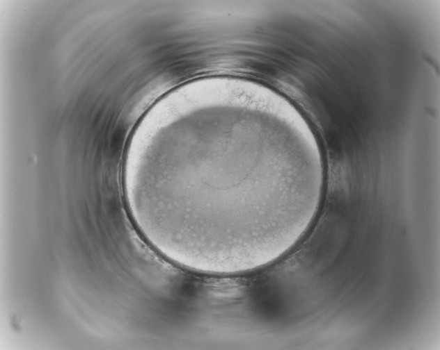X0000100891338200807011148