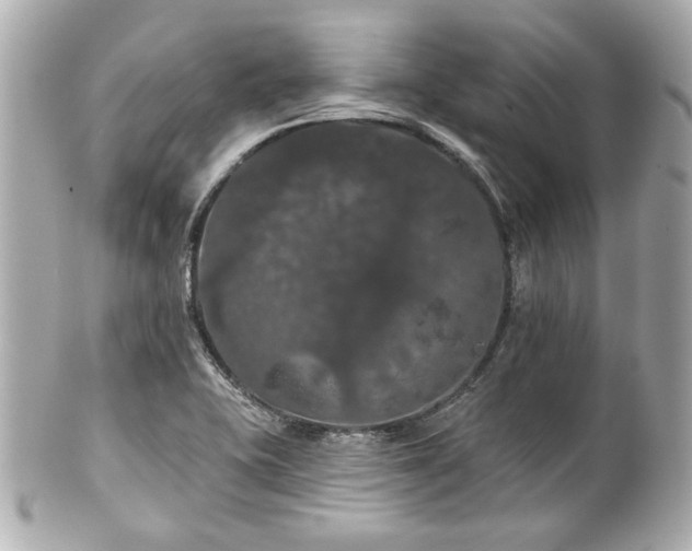X0000100891415200807011146