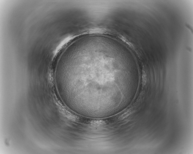 X0000100891454200807011146