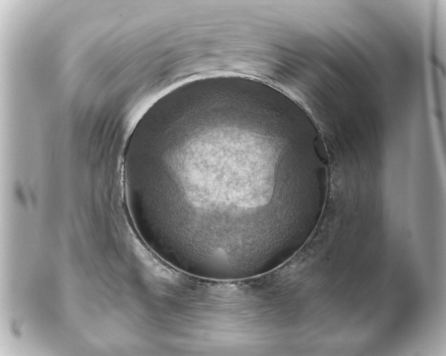 X0000100891524200807011145