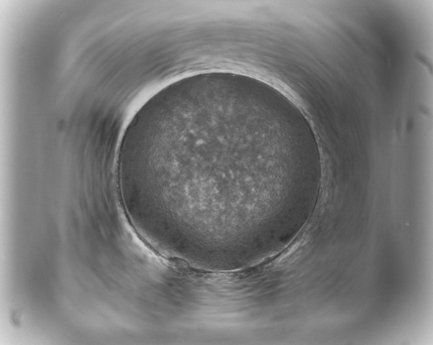 X0000100891536200807011145