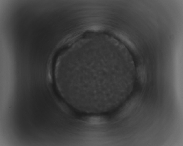 X0000100890400200807081045