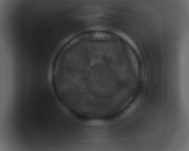 X0000100890437200807081044