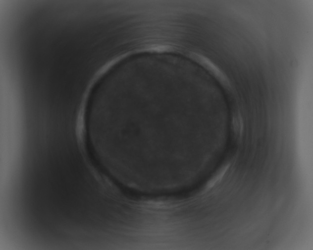 X0000100890532200807081043