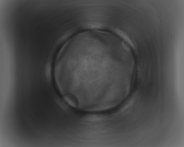 X0000100890538200807081043