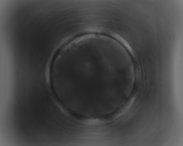 X0000100890581200807081043