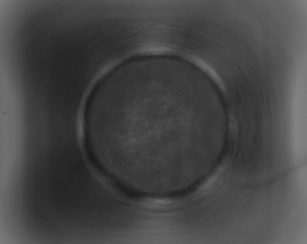 X0000100890582200807081043