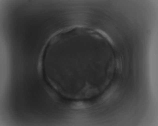 X0000100890588200807081043