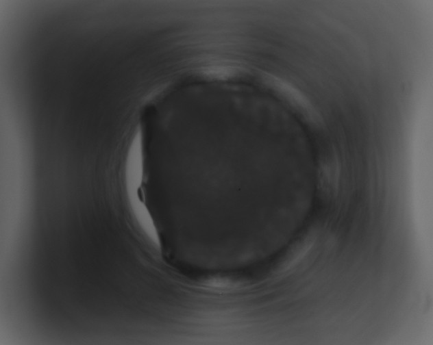 X0000100890596200807081043