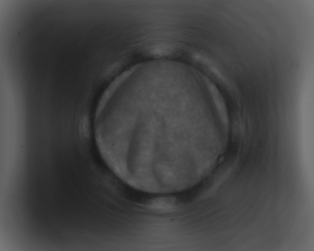 X0000100890700200807081041