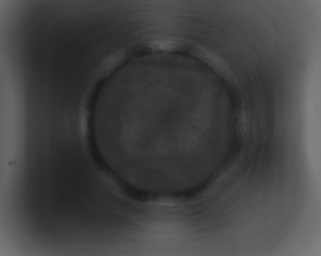 X0000100890738200807081040