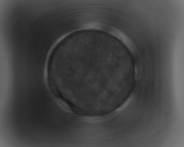 X0000100890780200807081040