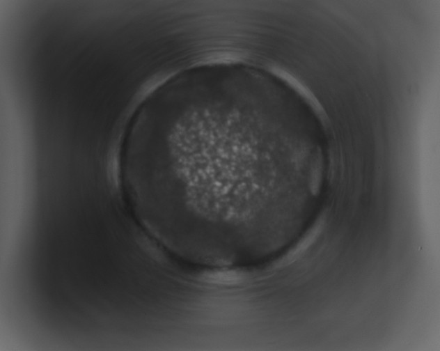 X0000100890834200807081039