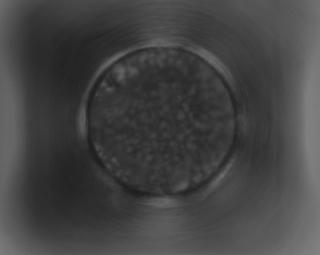 X0000100890838200807081039