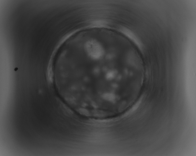 X0000100890925200807081038