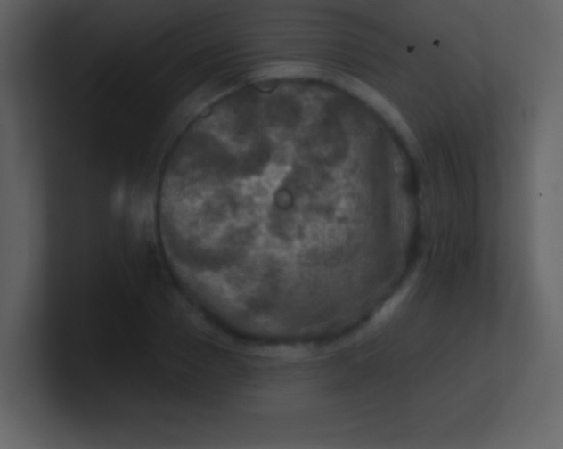 X0000100890937200807081038