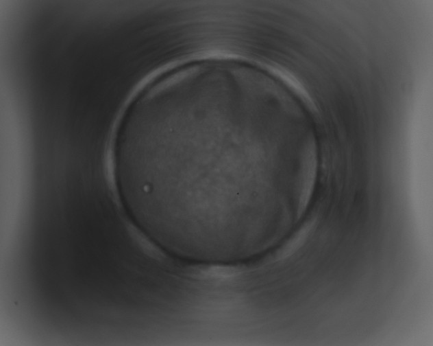 X0000100890942200807081038