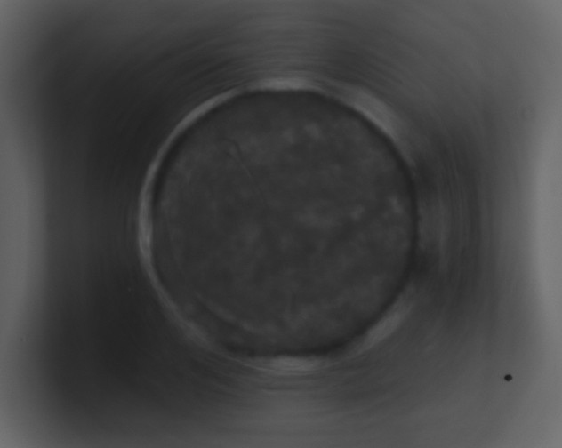 X0000100890984200807081037