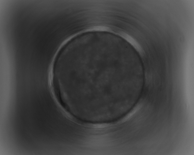 X0000100890988200807081037