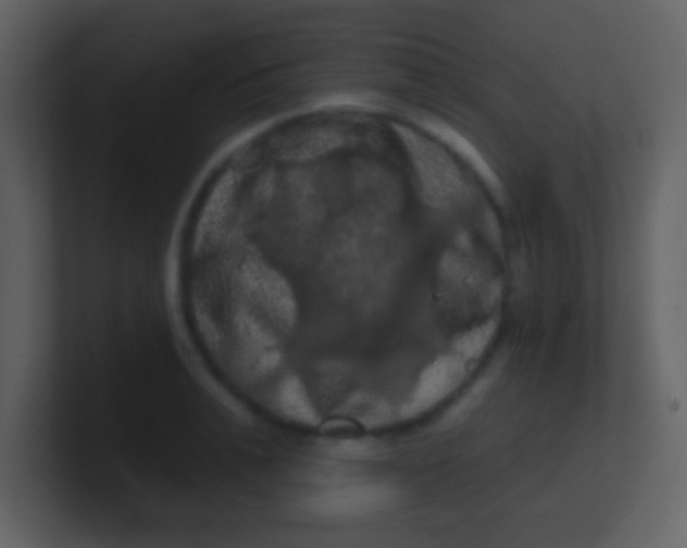 X0000100890991200807081037