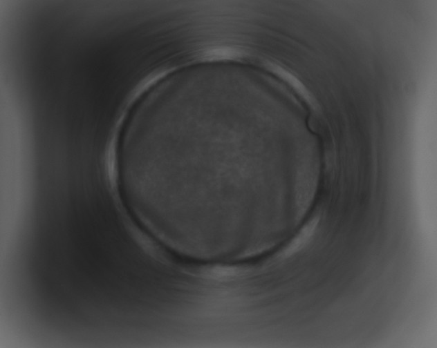 X0000100891034200807081036