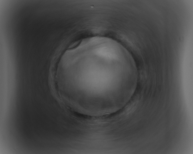 X0000100891249200807081033