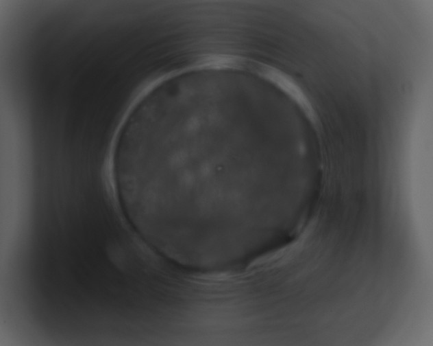 X0000100891283200807081033