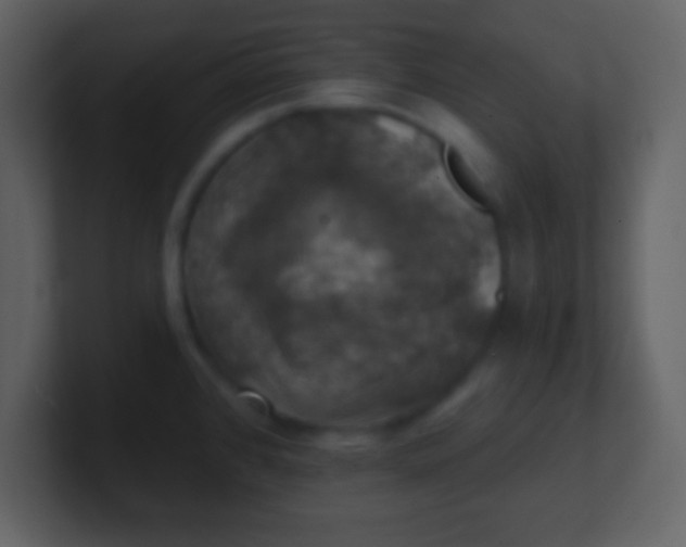 X0000100891384200807081031