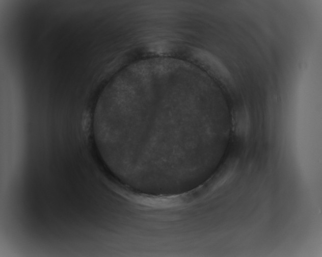 X0000100890036200807151106