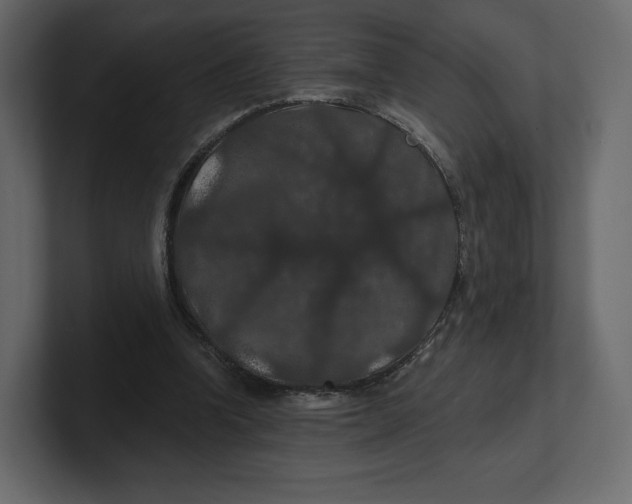 X0000100890346200807151101