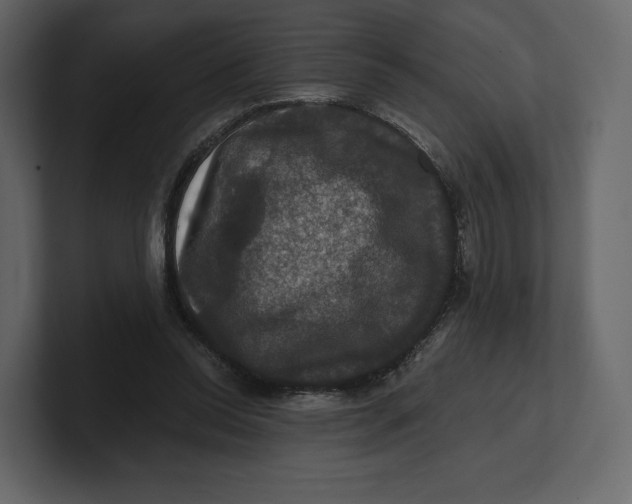 X0000100890350200807151101